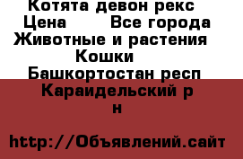 Котята девон рекс › Цена ­ 1 - Все города Животные и растения » Кошки   . Башкортостан респ.,Караидельский р-н